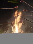 Kiełbaski na patykach nad płomieniem ogniska. Rzeka, drzea, nabrzeże. Kliknięcie w miniaturkę obrazka spowoduje wyświetlenie powiększonego zdjęcia.